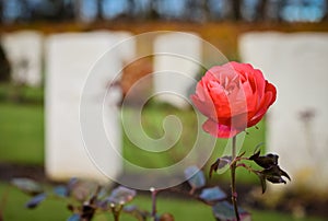 Cannock Chase War Cemetery Rose Flower