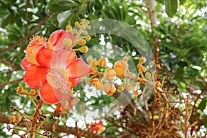 Cannon ball flower Beautiful Couroupita guianensis Aubl Sal Tree