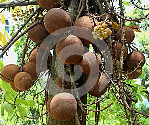 Cannon ball tree or couroupita guianensis with fruits