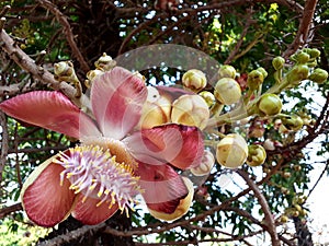 Cannon ball tree flower