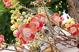 Cannon ball tree flower photo