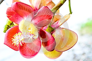 Cannon ball tree flower.