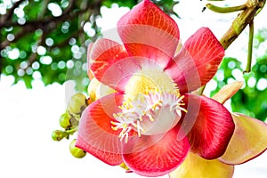 Cannon ball tree flower.