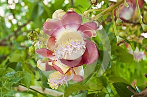 Cannon ball tree flower.