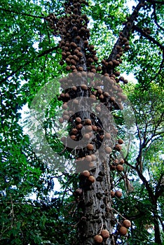 Cannon Ball Tree