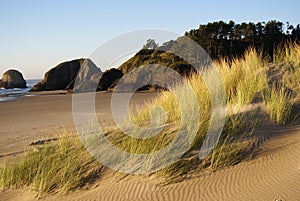 Cannon Beach Sand Dunes