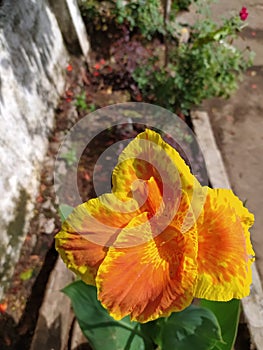 cannon yellow king Humbert flower plant micro image in indian village farm