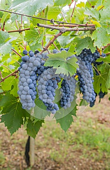 Cannonau grape cluster in the vineyard, Jerzu Sardinia, Italy