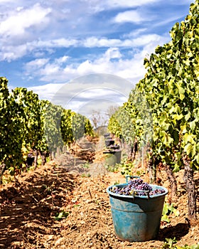 Cannonau grape harvest. Baskets with grapes harvested between the rows of the vineyard. Agriculture