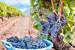 Cannonau grape harvest. Baskets with grapes harvested between the rows of the vineyard. Agriculture