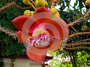 Cannonball flower