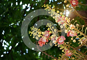 Cannonball flower or