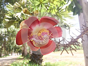 Cannonball flower or Couroupita guianensis in the garden.