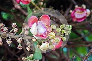 Cannonball flower Couroupita guianensis on the tree