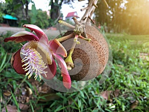 Cannonball flower and fruit or Couroupita guianensis in the garden.