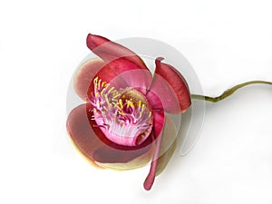 Cannonball Flower One