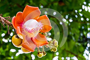 Cannonball flower or sal flower in Thailand