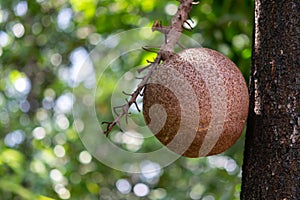 Cannonball fruit