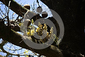 Cannonball Fruit with Flowers