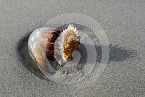 Cannonball Jelly on Shore in Myrtle Beach