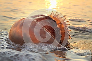 Cannonball Jellyfish