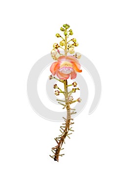 Cannonball robusta shorea pink flower and stem branch tree with thorn isolated on white background , clipping path