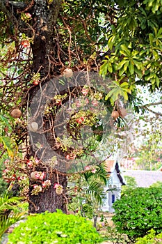 Cannonball tree branch or shorea robusta flower  in temple natural background