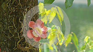 Cannonball tree or Couroupita