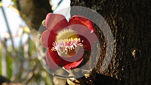 Cannonball tree or Couroupita