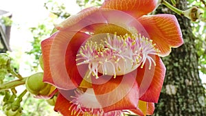 Cannonball tree or Couroupita