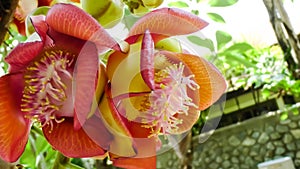 Cannonball tree or Couroupita