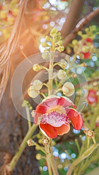 Cannonball Tree Couroupita guianensis