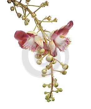 Cannonball tree, Couroupita guianensis flowers, isolated on white background, with clipping path