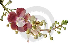 Cannonball tree, Couroupita guianensis flowers, isolated on white background, with clipping path