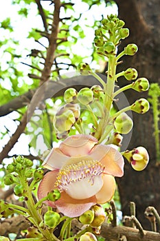 Cannonball tree : Couroupita guianensisAubl.