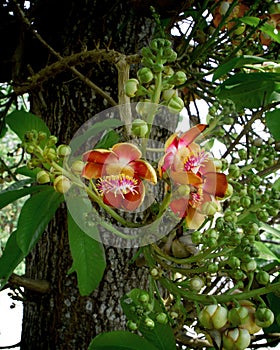 Cannonball tree. Couroupita. Wildflowers in Asia