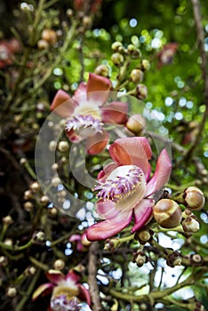 Cannonball Tree flower