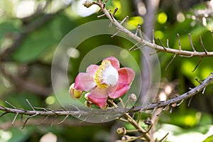 Cannonball tree flower