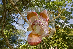 Cannonball Tree flower, Costa Rica
