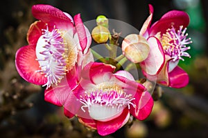 Cannonball tree flower (Couroupita guianensis)