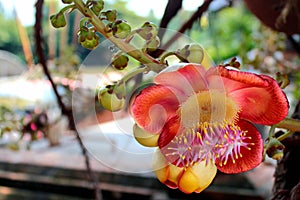 Cannonball tree flower Couroupita guianensis in Bangkok, Thailand