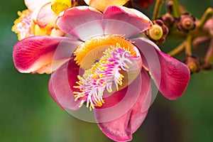 Cannonball tree, flower,Couroupita guianensis isolate in spring summer
