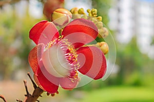 Cannonball Tree flower (Couroupita guianensis) over green backgr