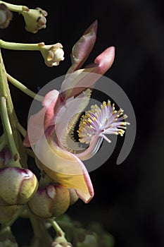 Cannonball Tree Flower Couroupita guianensis Side View with Stamens and Buds