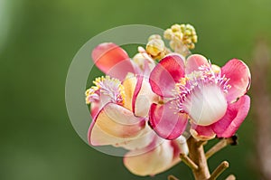 Cannonball Tree flowers