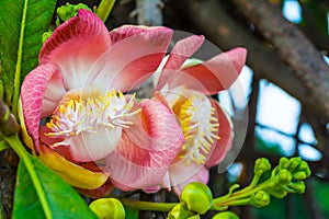 Cannonball tree flowers.