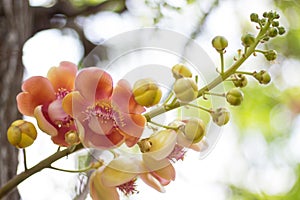 Cannonball Tree flowers