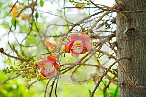 Cannonball Tree flowers Couroupita guianensis Sal flowers,Sal