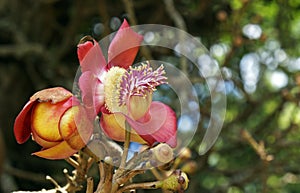 Cannonball tree flowers, Couroupita guianensis, on tropical rainforest