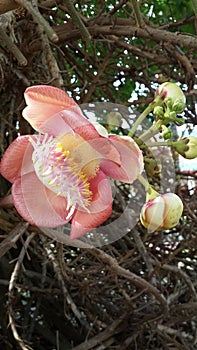 Cannonball tree